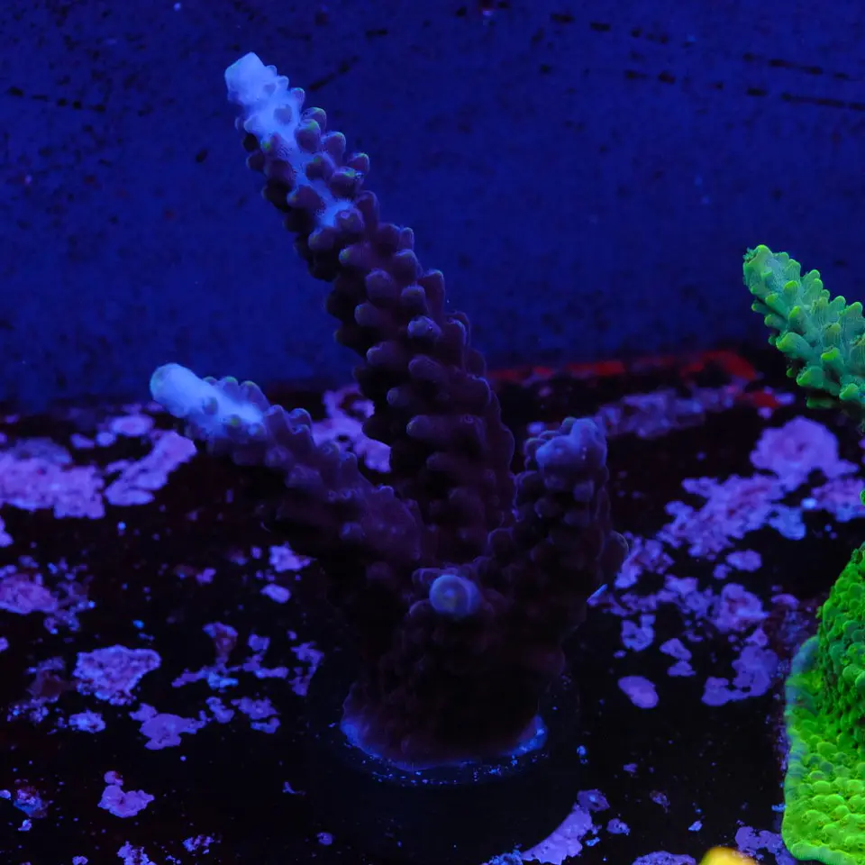 Acropora Staghorn 2