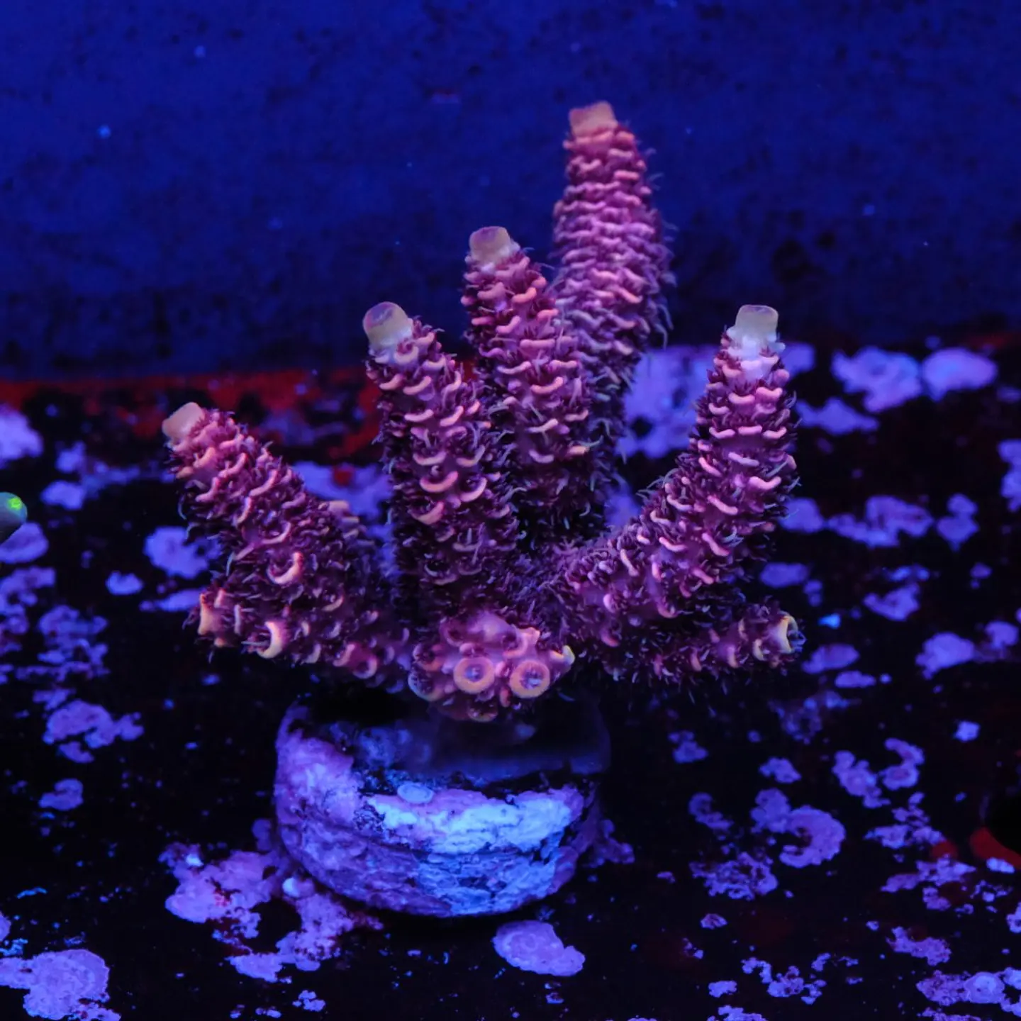 Acropora millepora 1