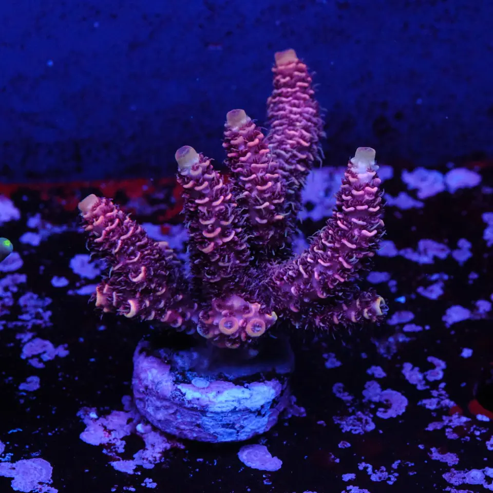 Acropora millepora 1