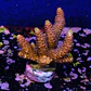 Acropora millepora - Thumbnail 2