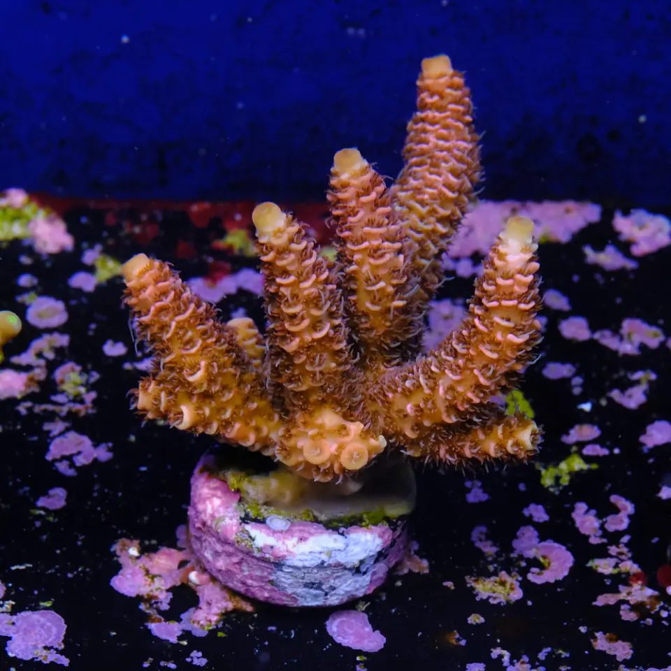 Acropora millepora 2