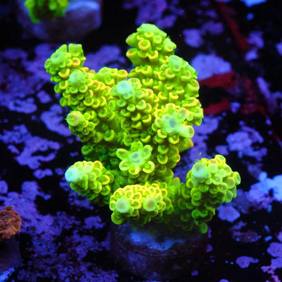Acropora tenuis peter pan 1