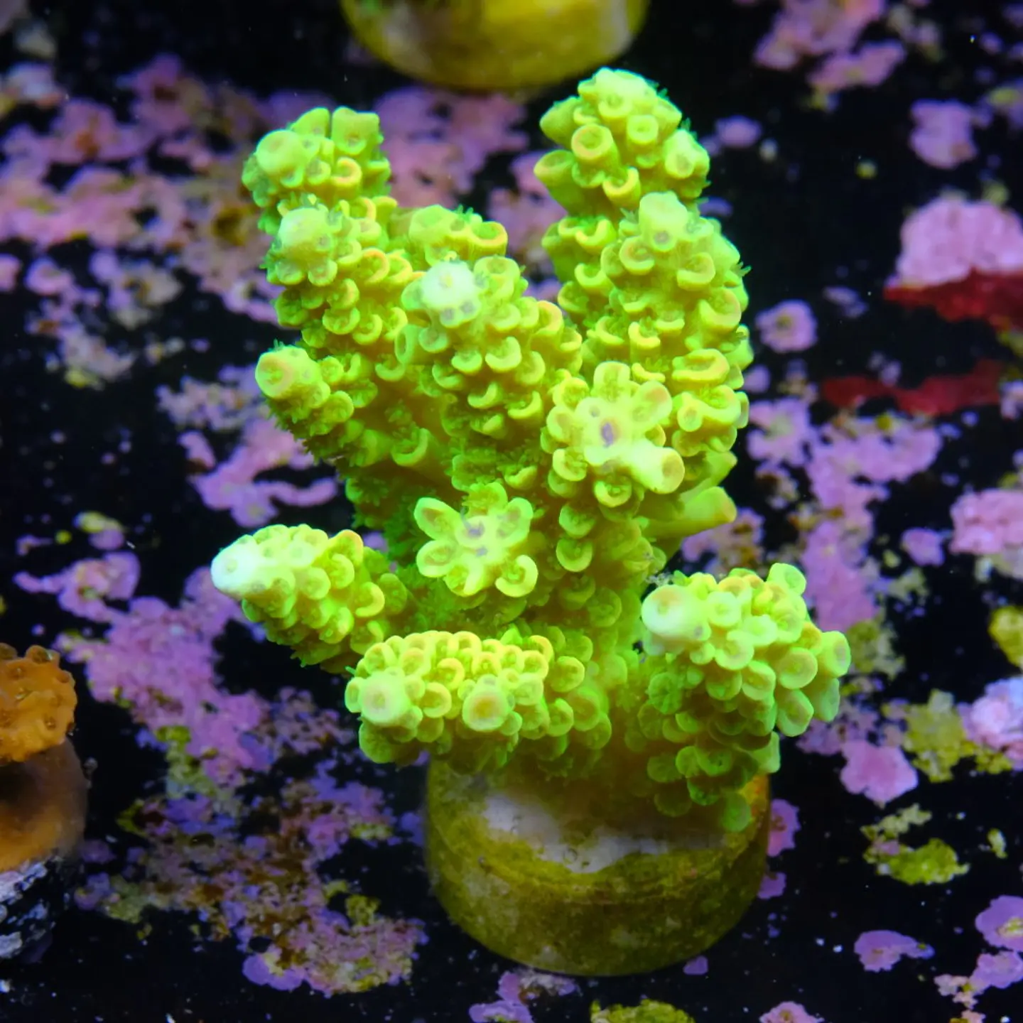 Acropora tenuis peter pan 2