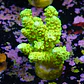 Acropora tenuis peter pan - Thumbnail 2
