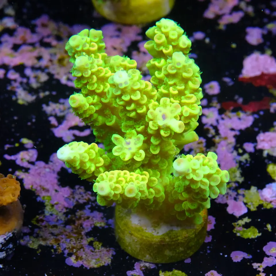 Acropora tenuis peter pan 2