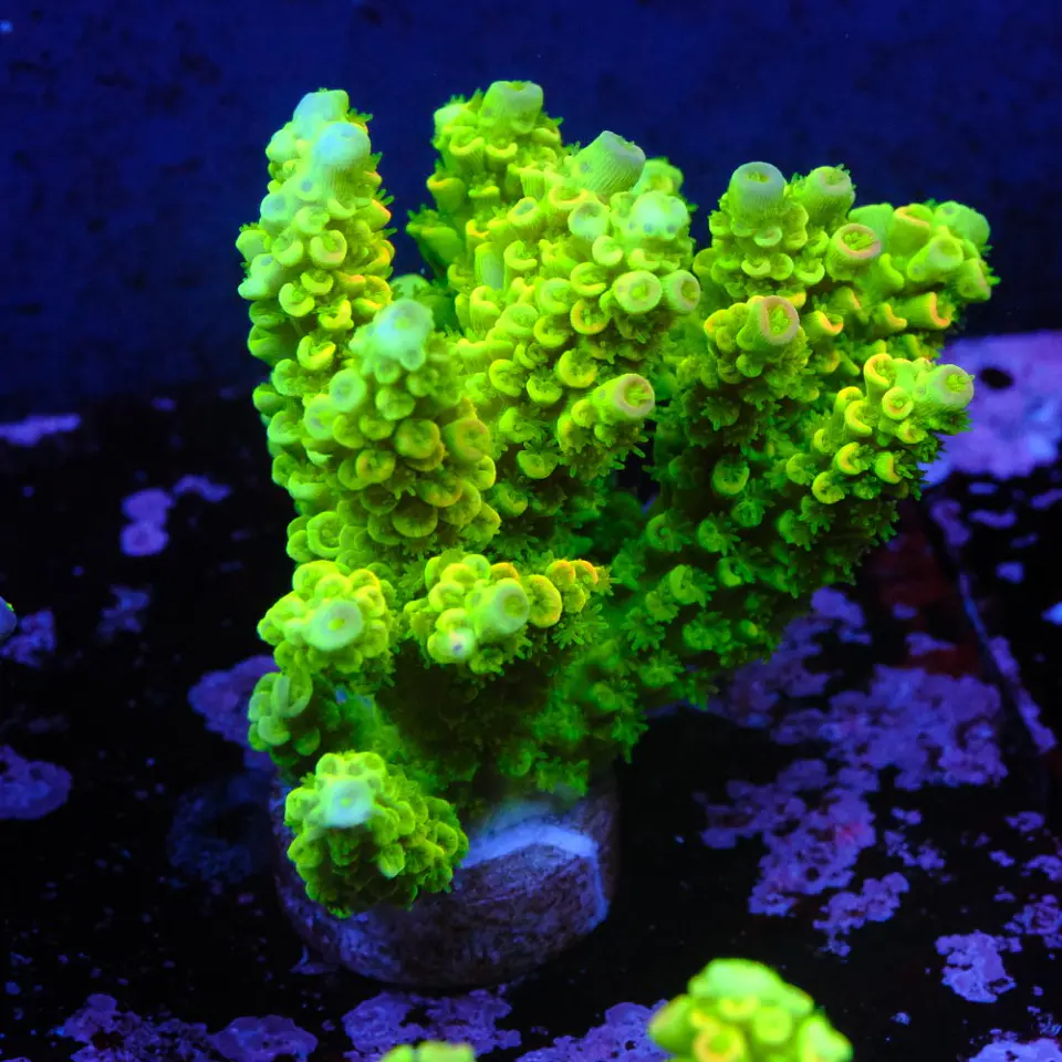 Acropora tenuis peter pan 1