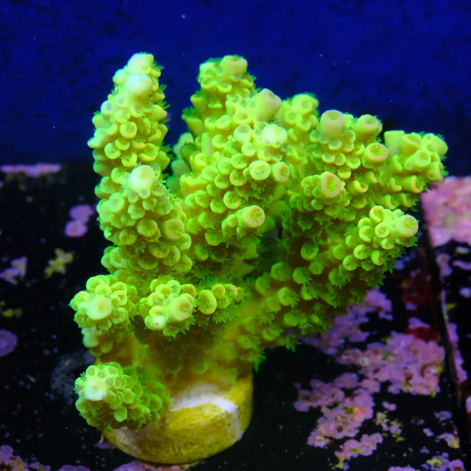 Acropora tenuis peter pan 2