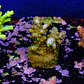 Acropora garf bonsai - Thumbnail 2