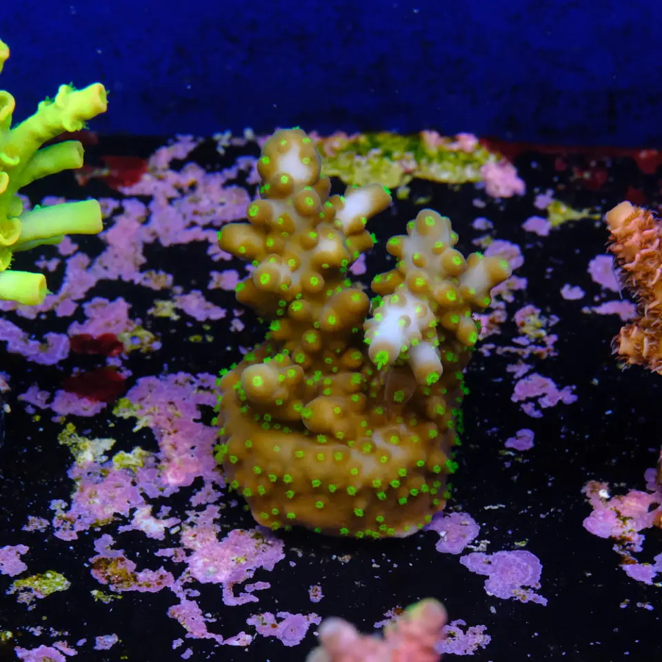 Acropora garf bonsai 2