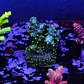Acropora garf bonsai - Thumbnail 1