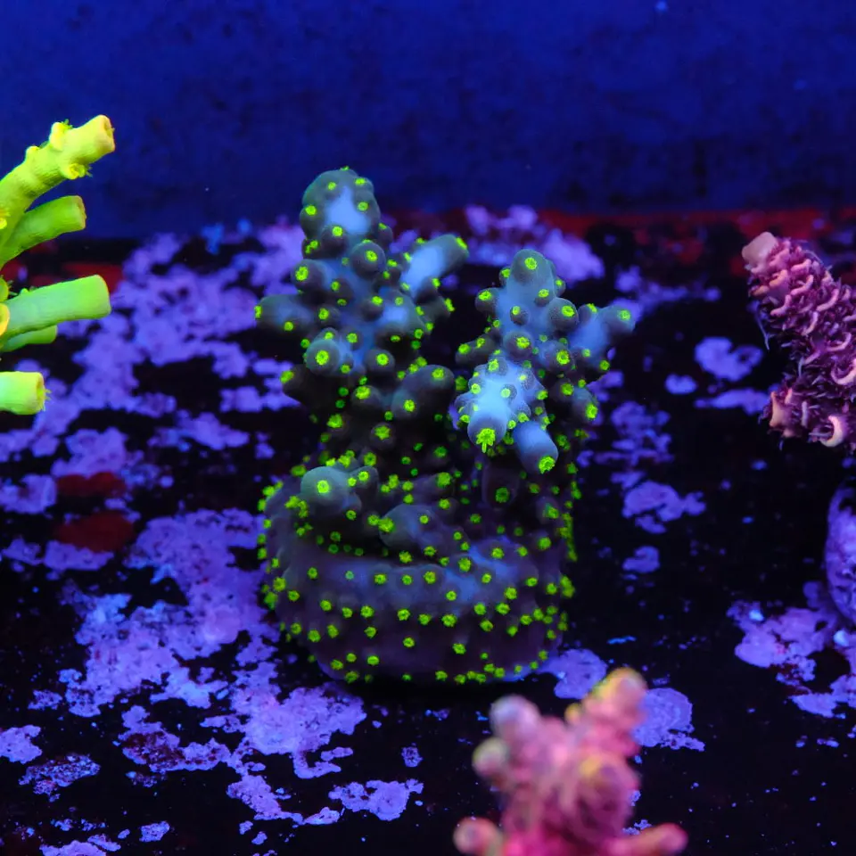 Acropora garf bonsai 1