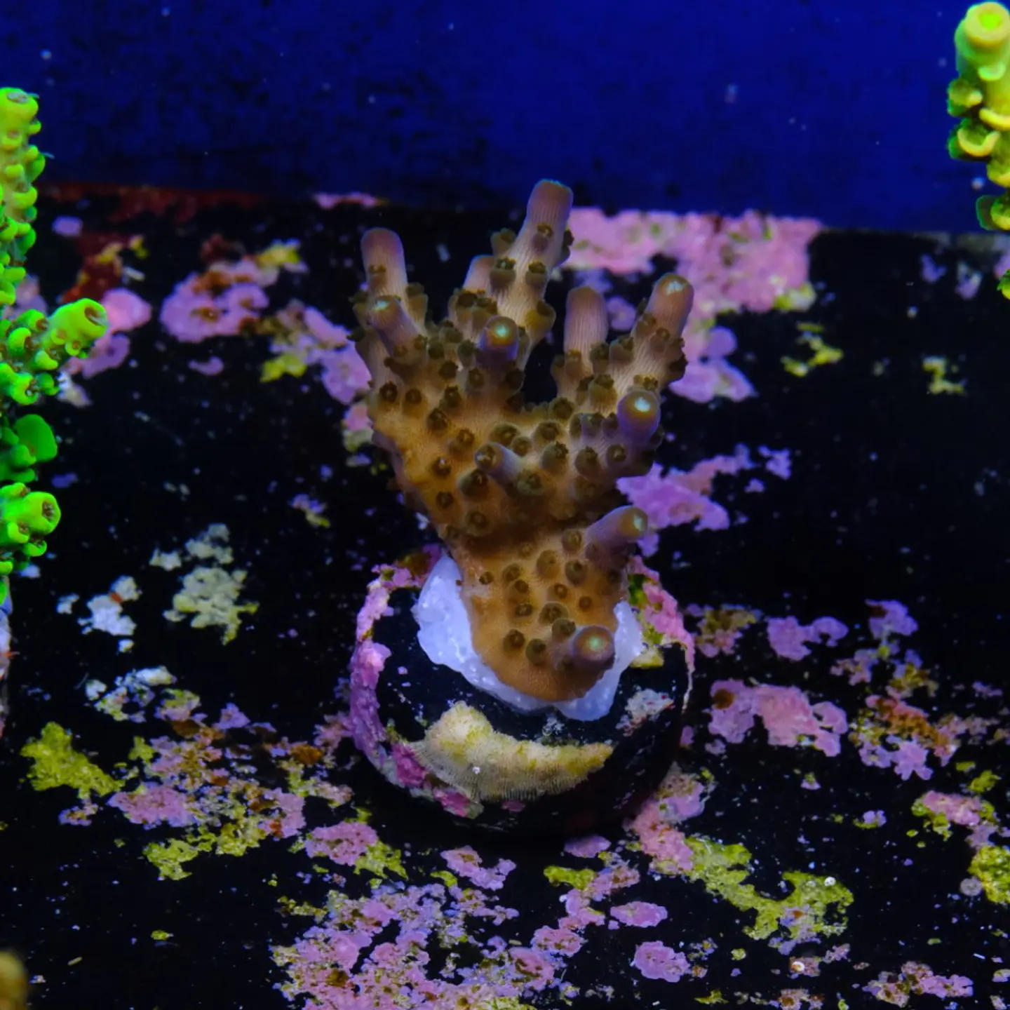 Acropora efflorescens 2