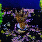 Acropora efflorescens - Thumbnail 2