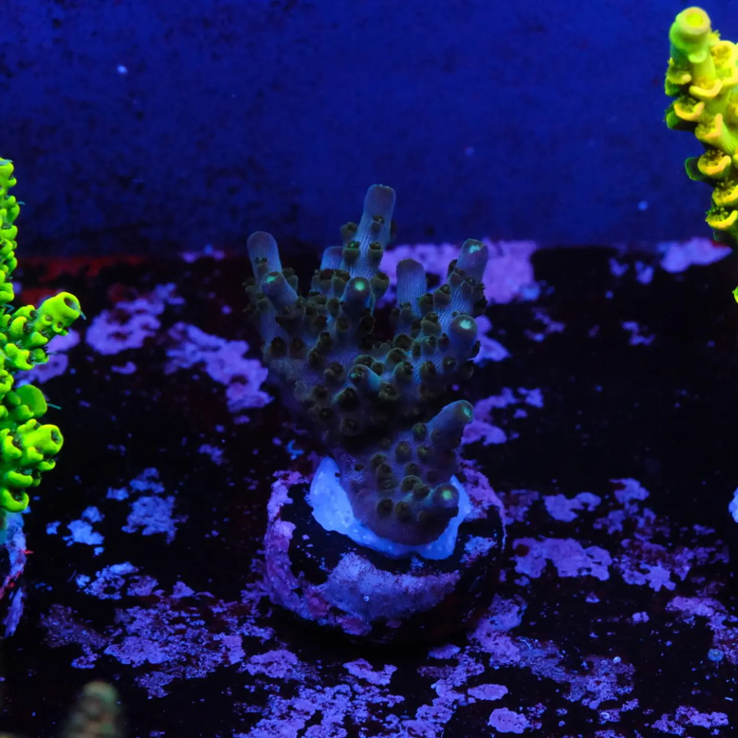 Acropora efflorescens 1