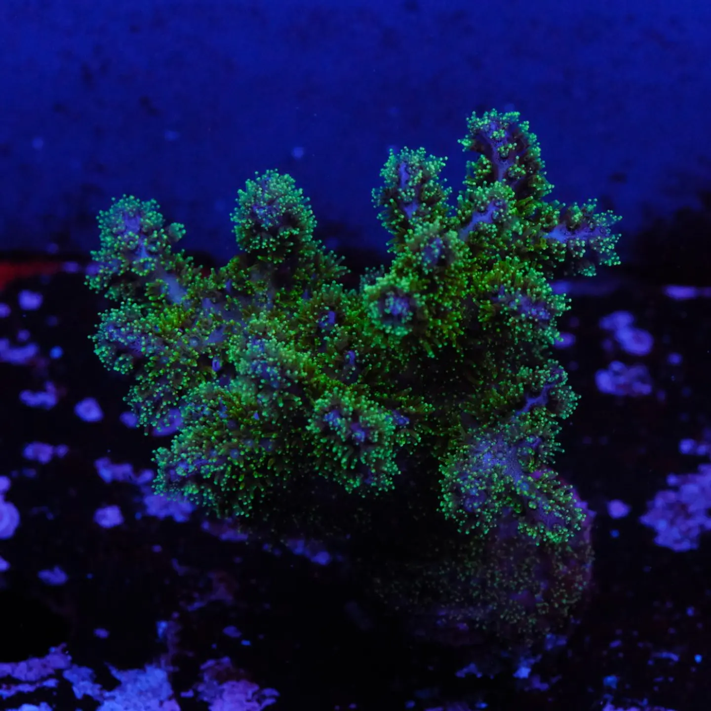 Pocilopora damicornis 1