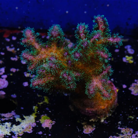 Pocilopora damicornis