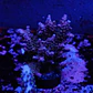 Acropora microclados - Thumbnail 1