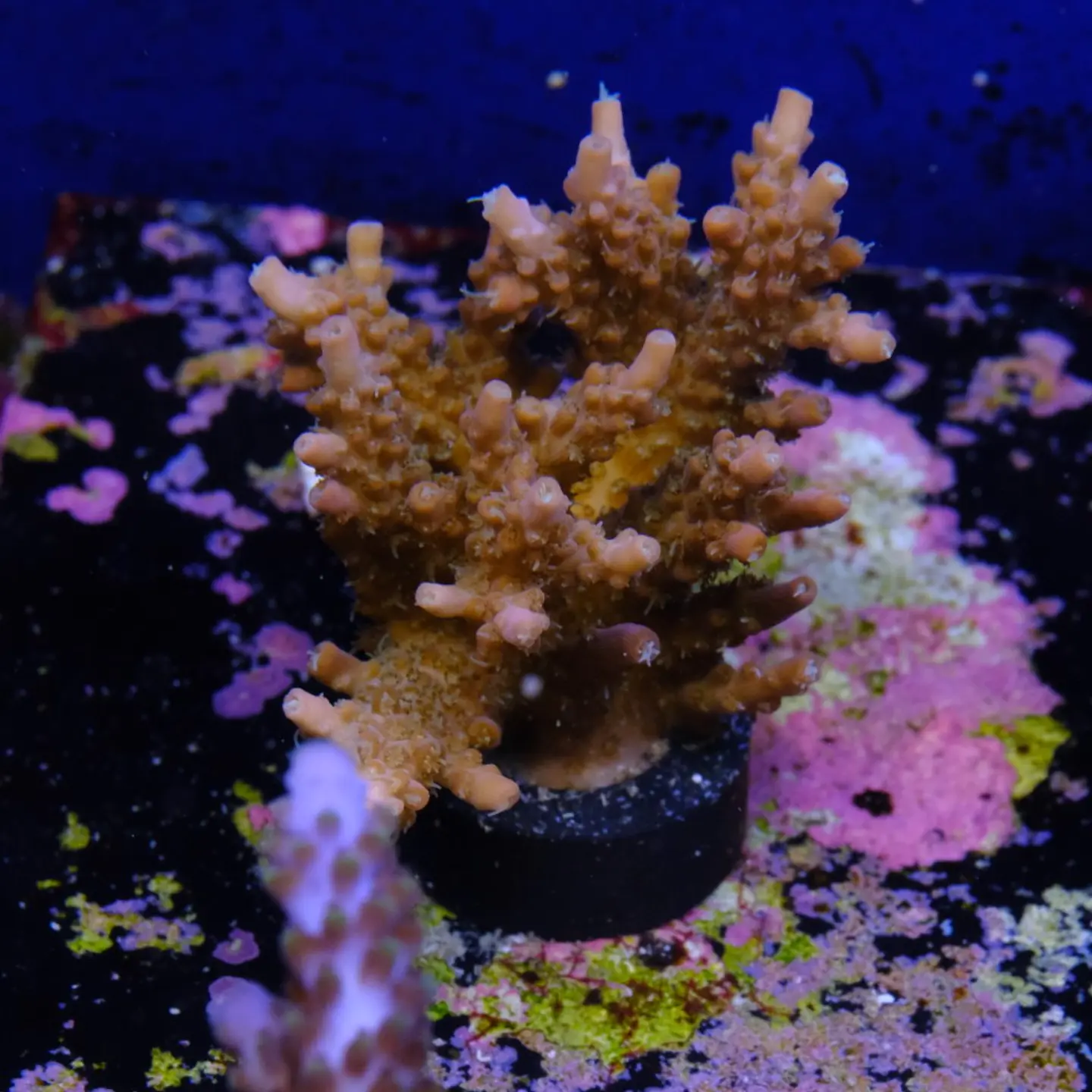 Acropora microclados 2