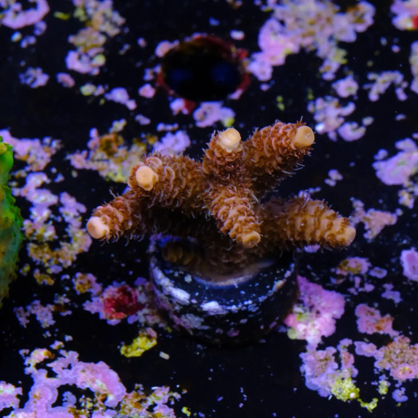Acropora millepora 2