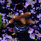Acropora millepora - Thumbnail 2