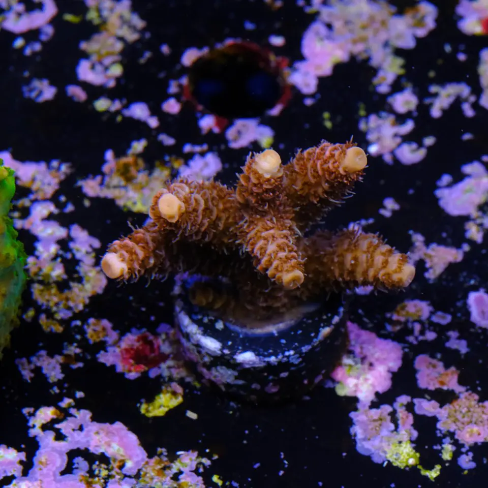 Acropora millepora 2