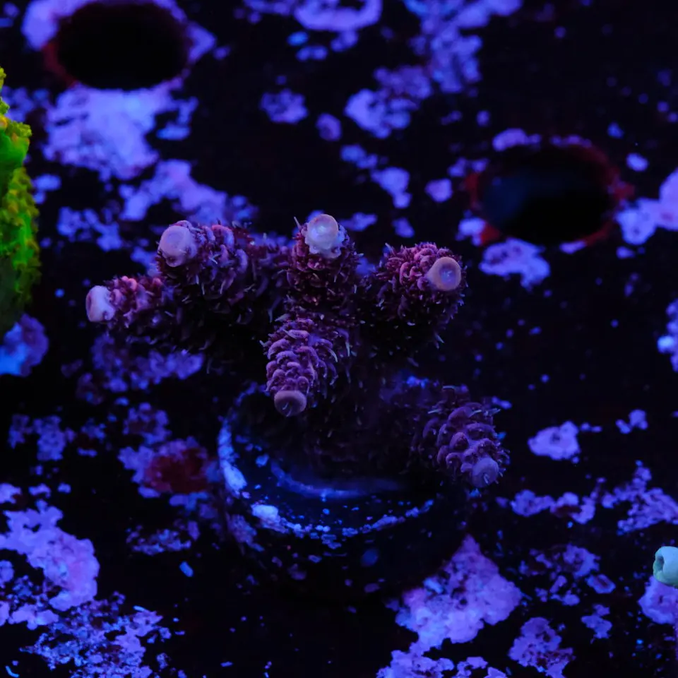 Acropora millepora 1