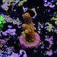 Acropora millepora - Thumbnail 2