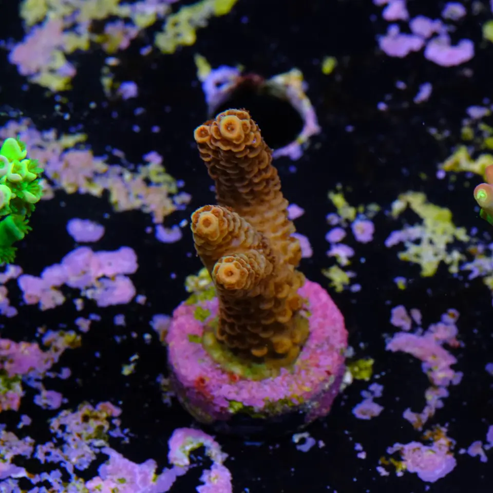 Acropora millepora 2
