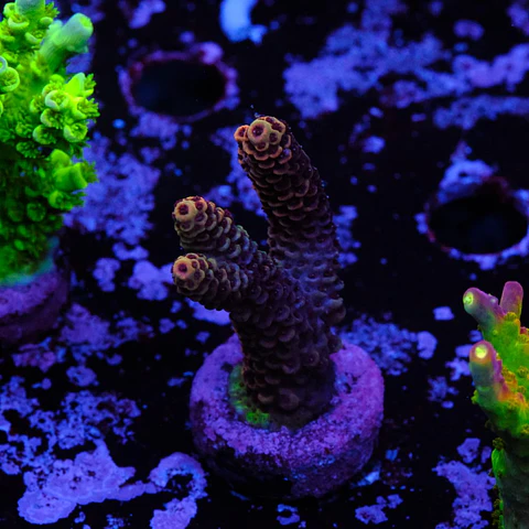 Acropora millepora