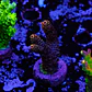 Acropora millepora - Thumbnail 1