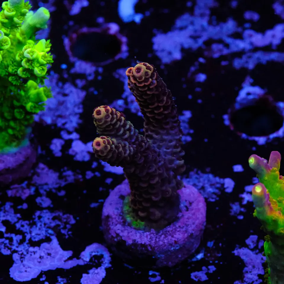 Acropora millepora 1