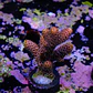 Acropora millepora - Thumbnail 2