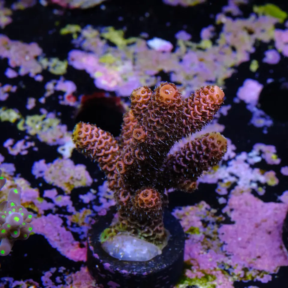 Acropora millepora 2