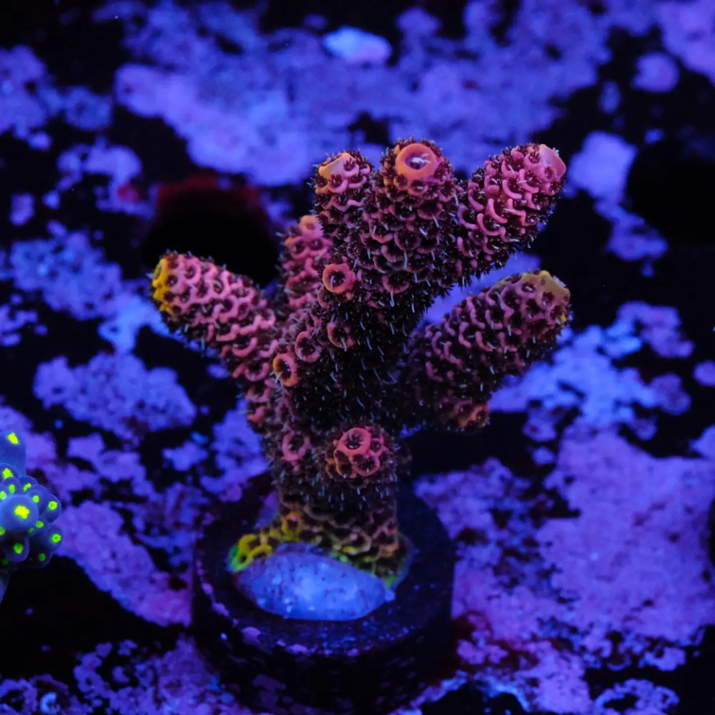 Acropora millepora 1