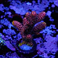 Acropora millepora - Thumbnail 1