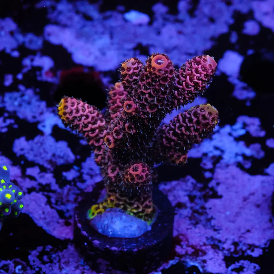 Acropora millepora 1