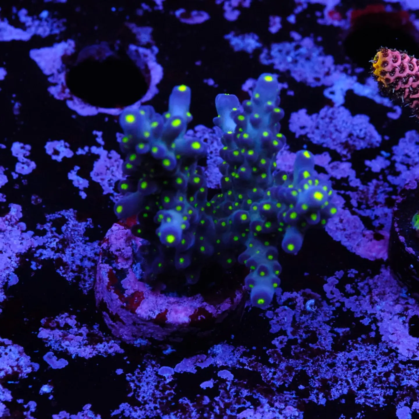 Acropora garf bonsai 1