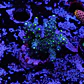 Acropora garf bonsai - Thumbnail 1