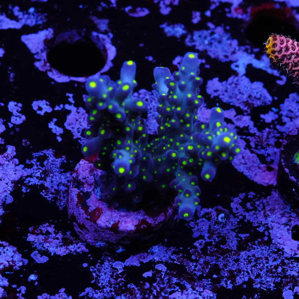 Acropora garf bonsai 1