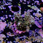Acropora garf bonsai - Thumbnail 2