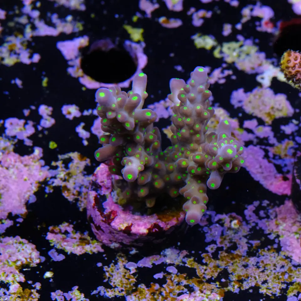 Acropora garf bonsai 2