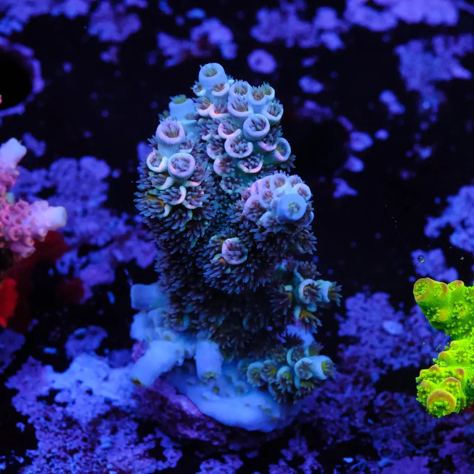 Acropora tenuis jacksons rainbow 1