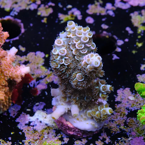Acropora tenuis jacksons rainbow