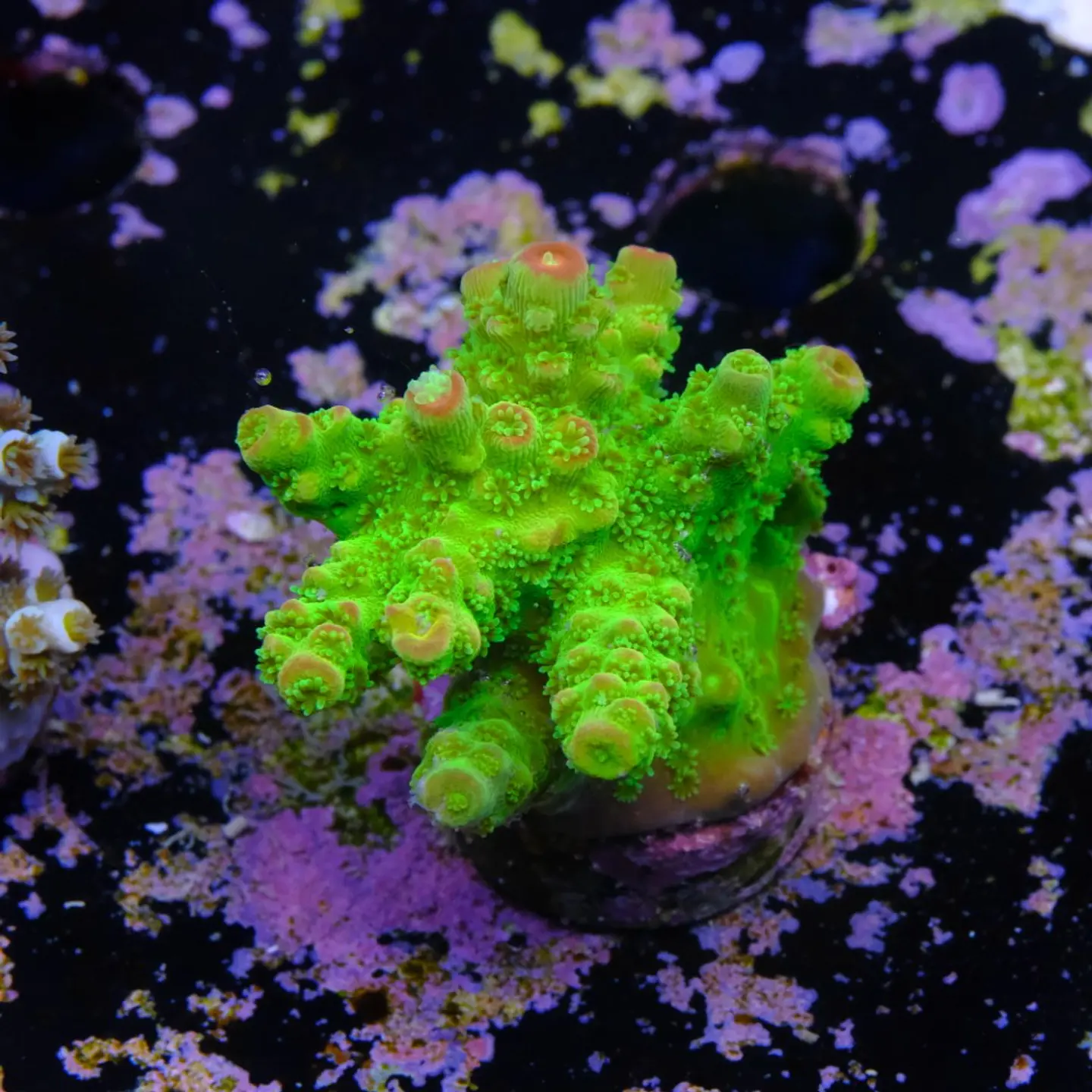 Acropora florida 2