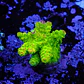 Acropora florida - Thumbnail 1