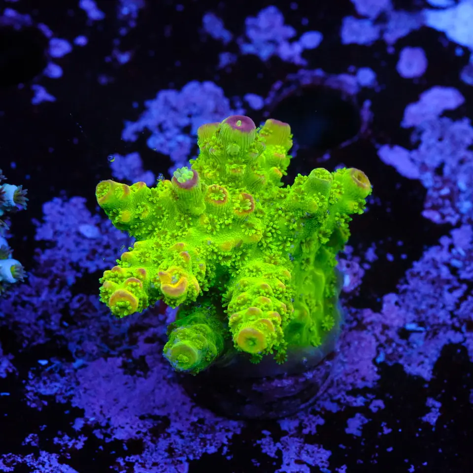 Acropora florida 1