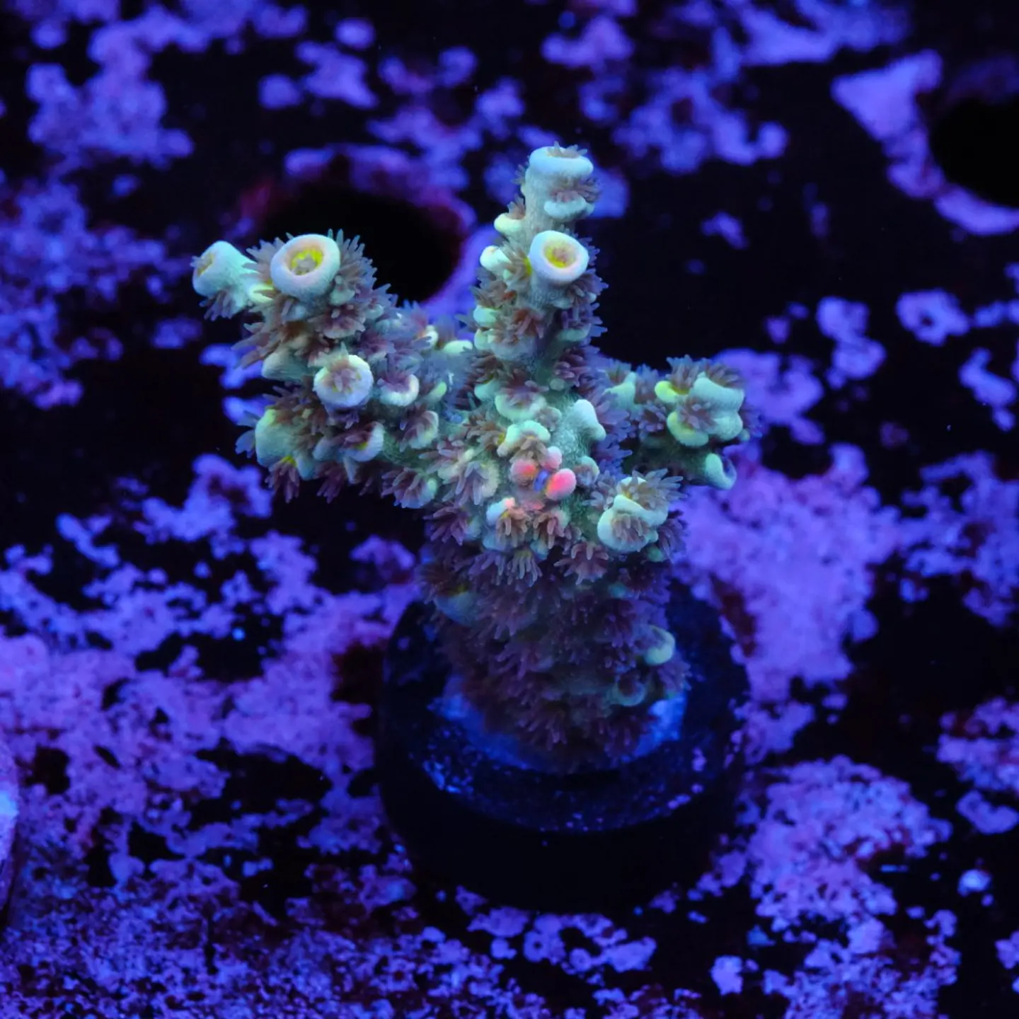 Acropora tenuis jacksons rainbow 1