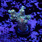 Acropora tenuis jacksons rainbow - Thumbnail 1