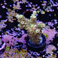 Acropora tenuis jacksons rainbow - Thumbnail 2