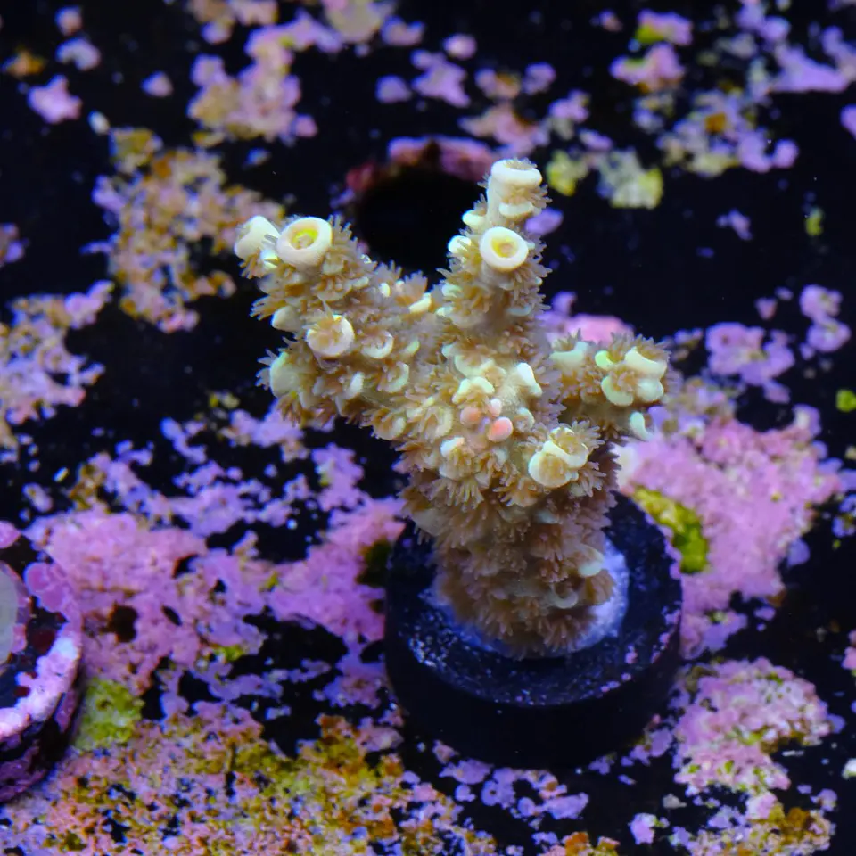 Acropora tenuis jacksons rainbow 2